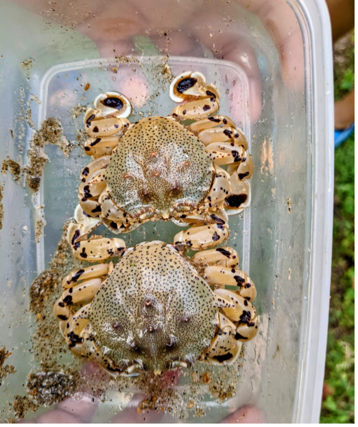 海洋生物
