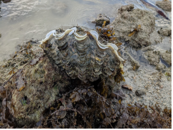 海洋生物